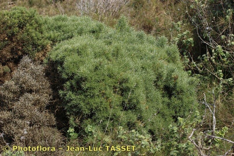 Ulex canescens habit