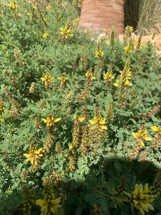 Dalea bicolor flower