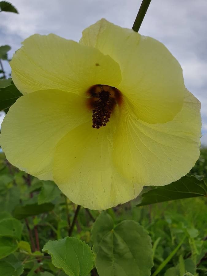 Hibiscus lunariifolius flower
