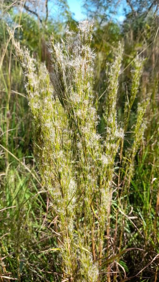 Andropogon microstachys fruit