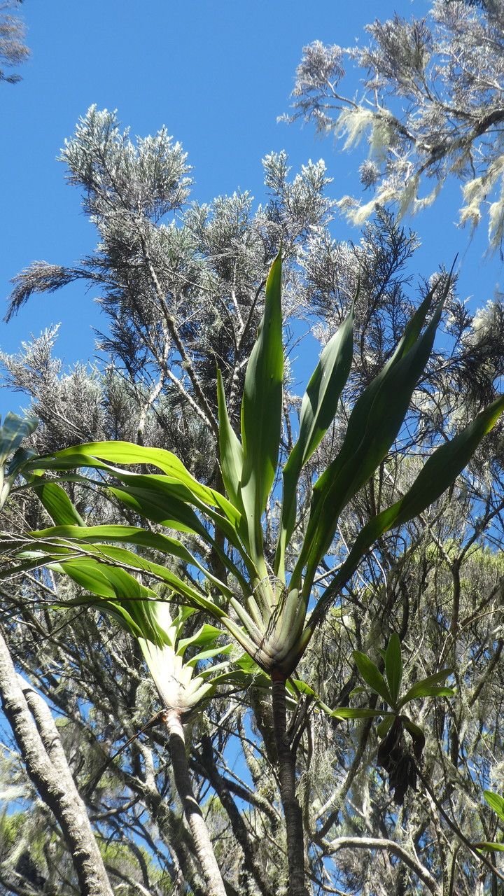 Cordyline mauritiana leaf