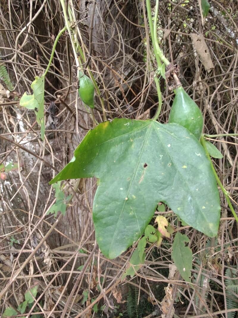 Passiflora lutea leaf
