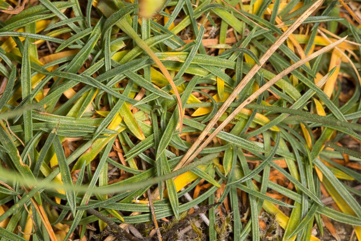 Armeria sardoa — houseplant care guide