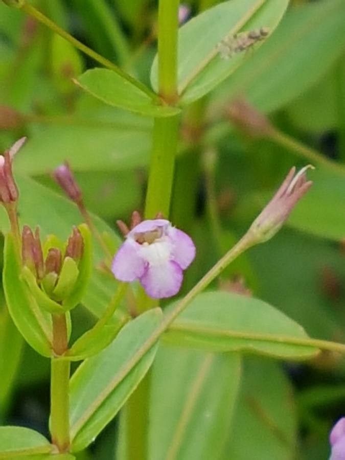 Lindernia palustris flower