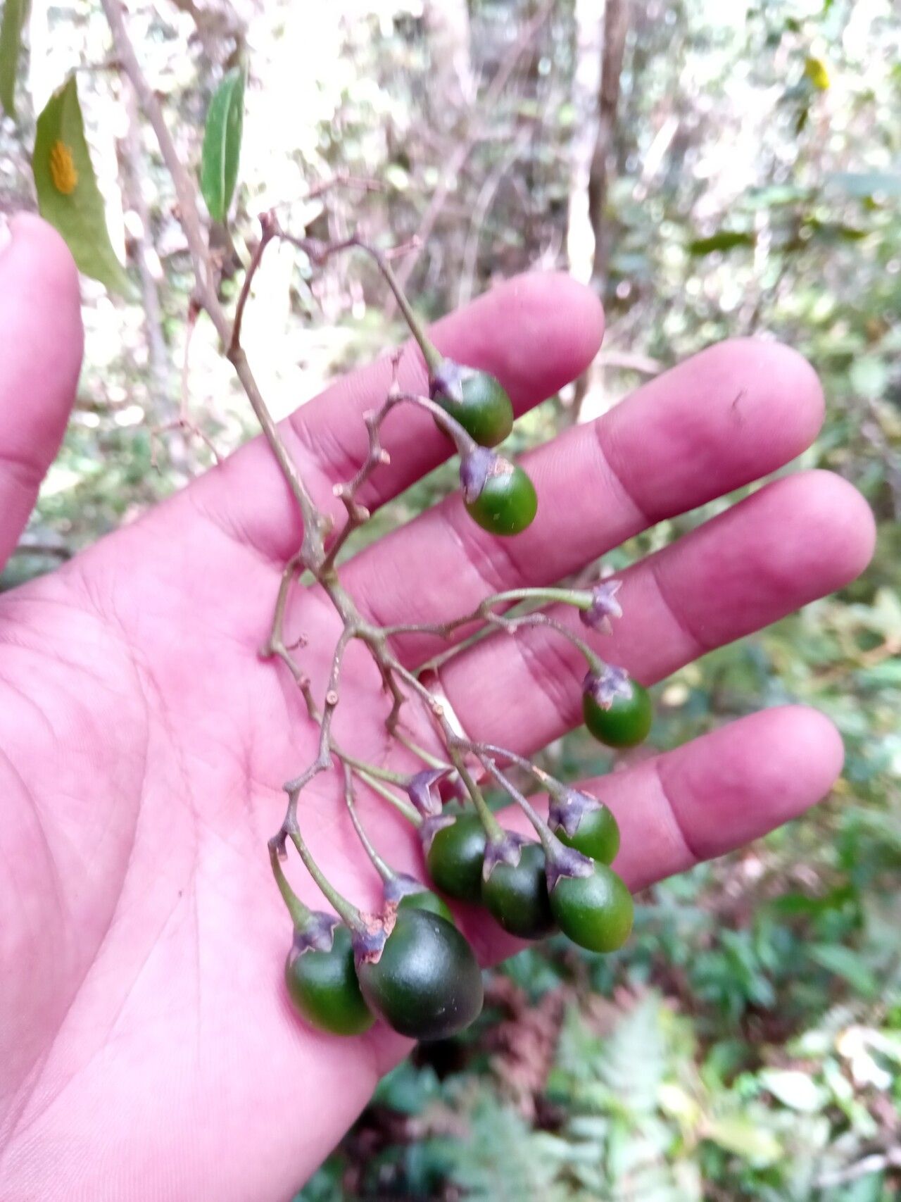 Solanum madagascariense fruit