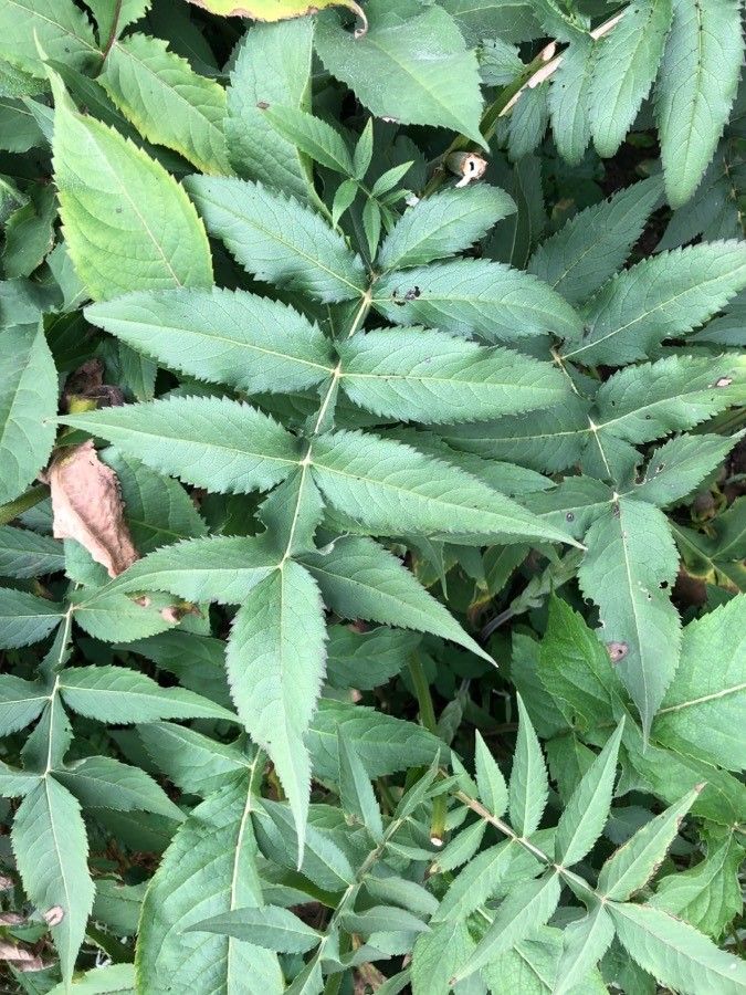 Cephalaria gigantea — search result for 'Caprifoliaceae'