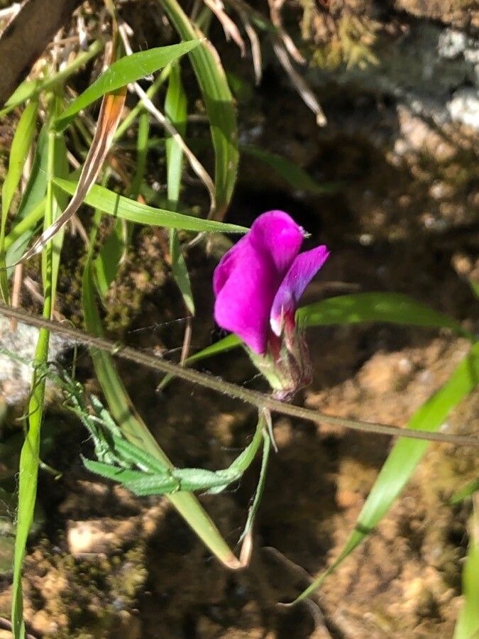 Vicia angustifolia flower