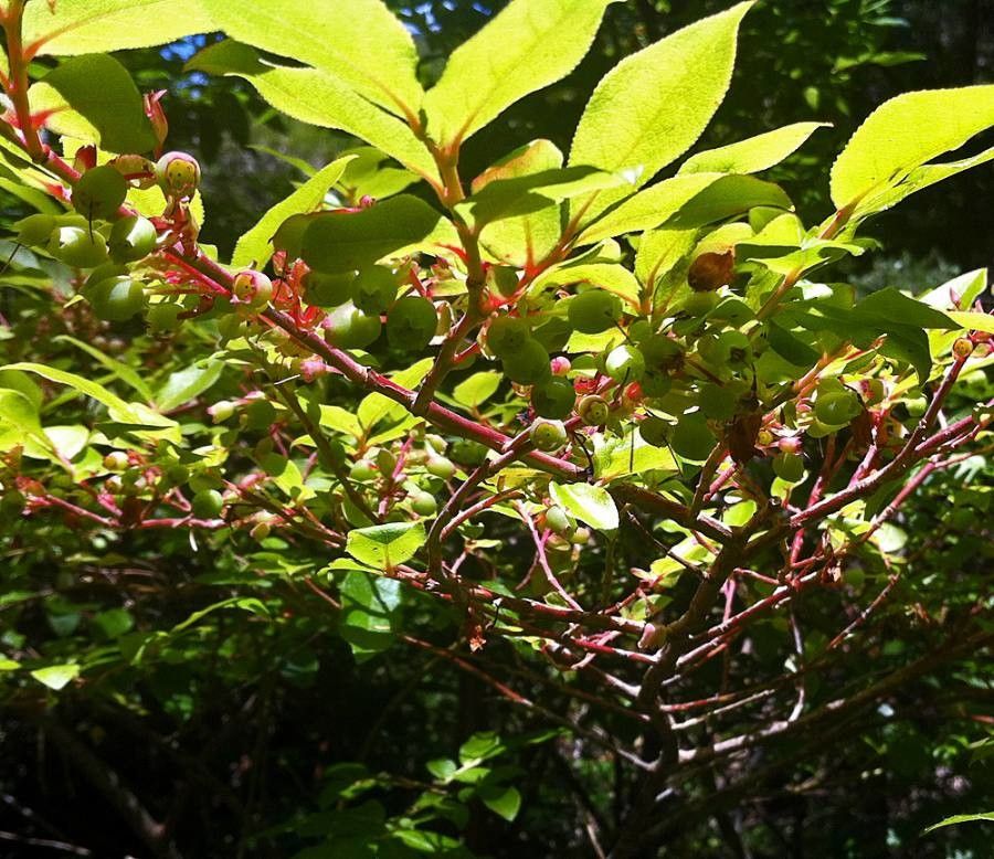 Vaccinium cylindraceum fruit