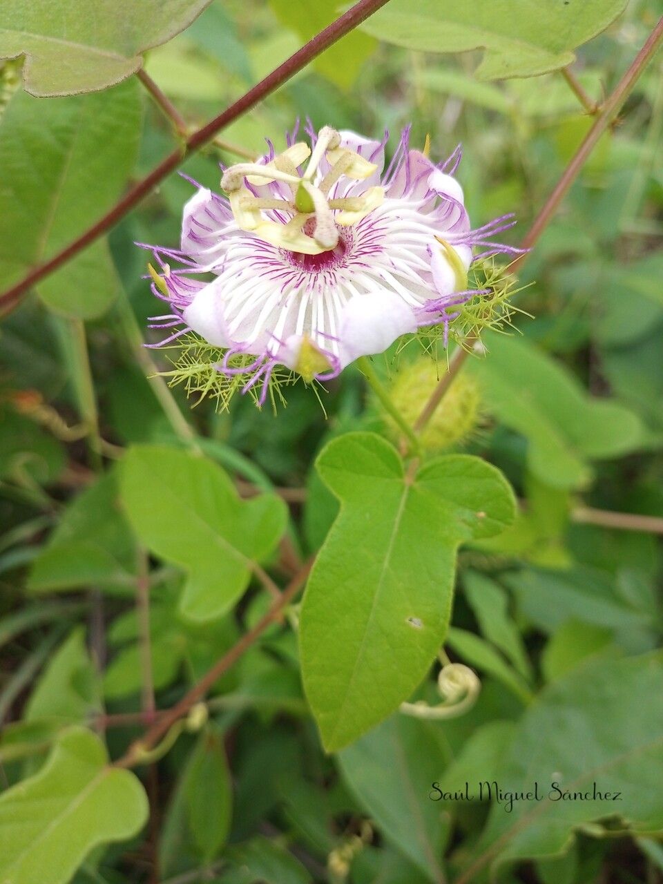 Passiflora ciliata flower