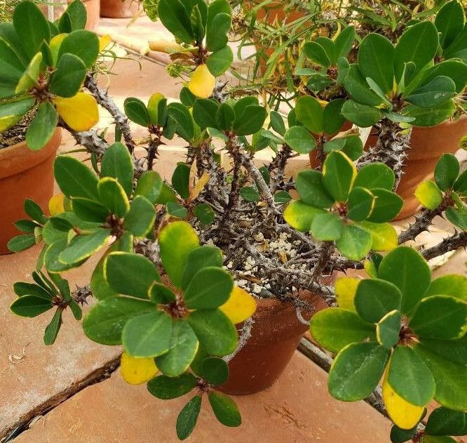 Euphorbia bulbispina habit