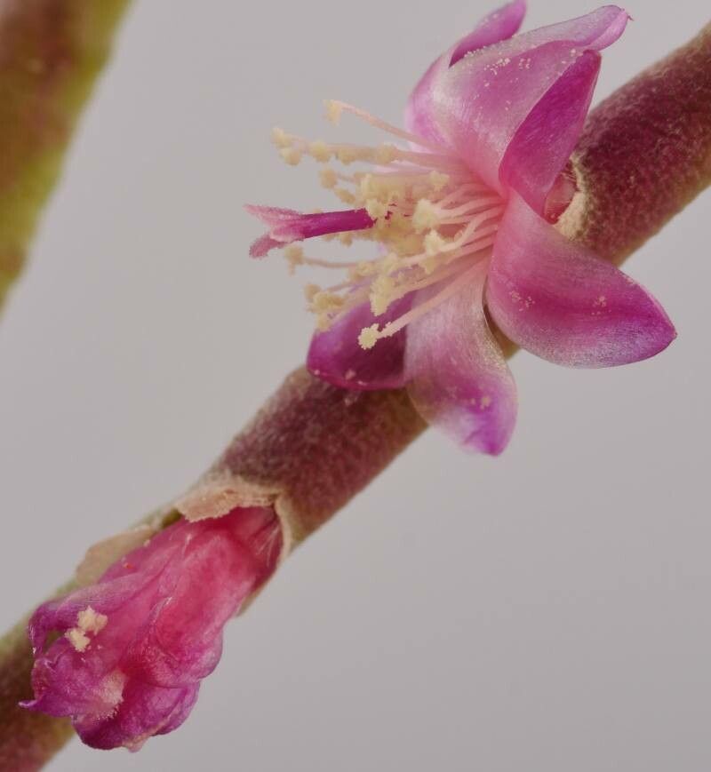 Rhipsalis hoelleri — search result for 'Rhipsalis'