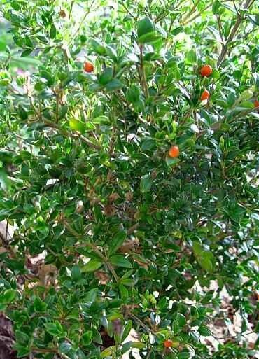 Alyxia gynopogon habit