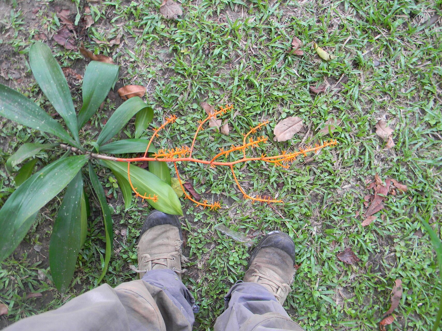 Dracaena marina flower