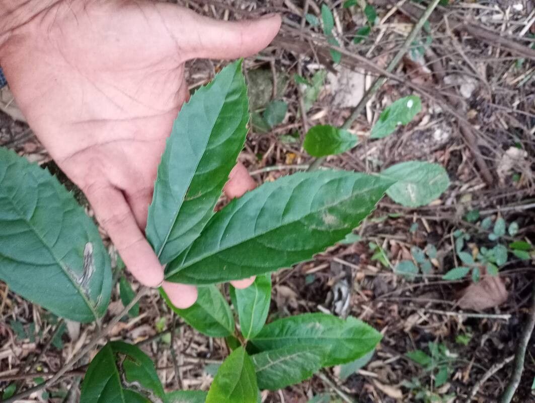 Pavonia fruticosa leaf