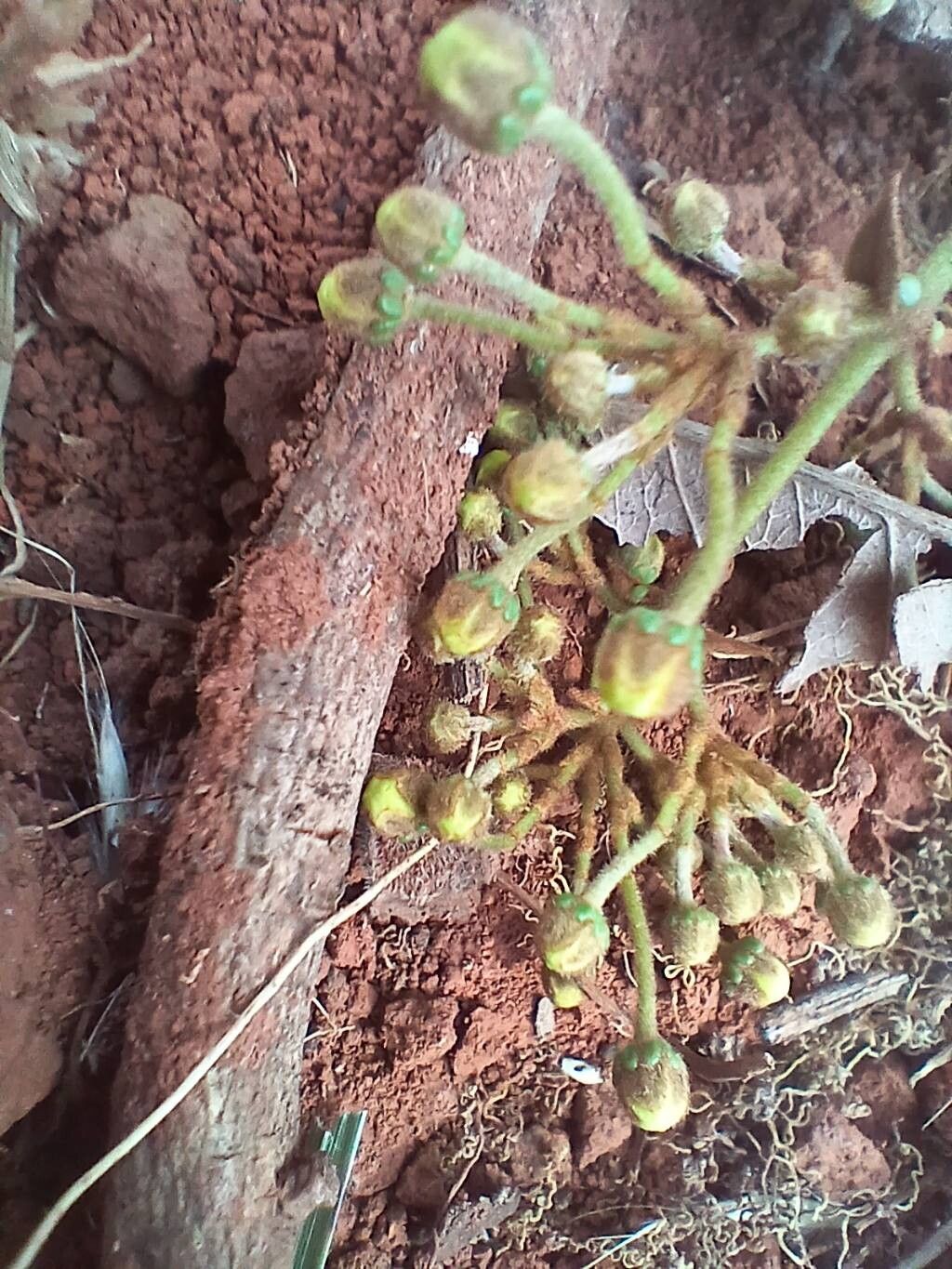 Heteropterys oberdanii flower