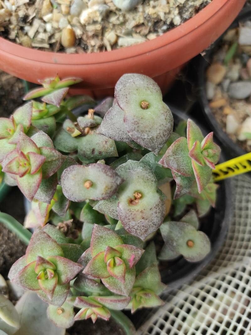Crassula brevifolia leaf