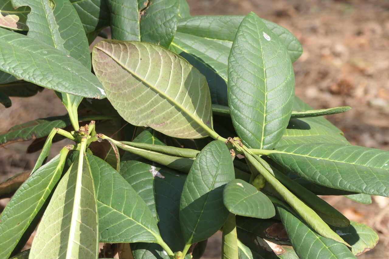 Rhododendron kesangiae leaf