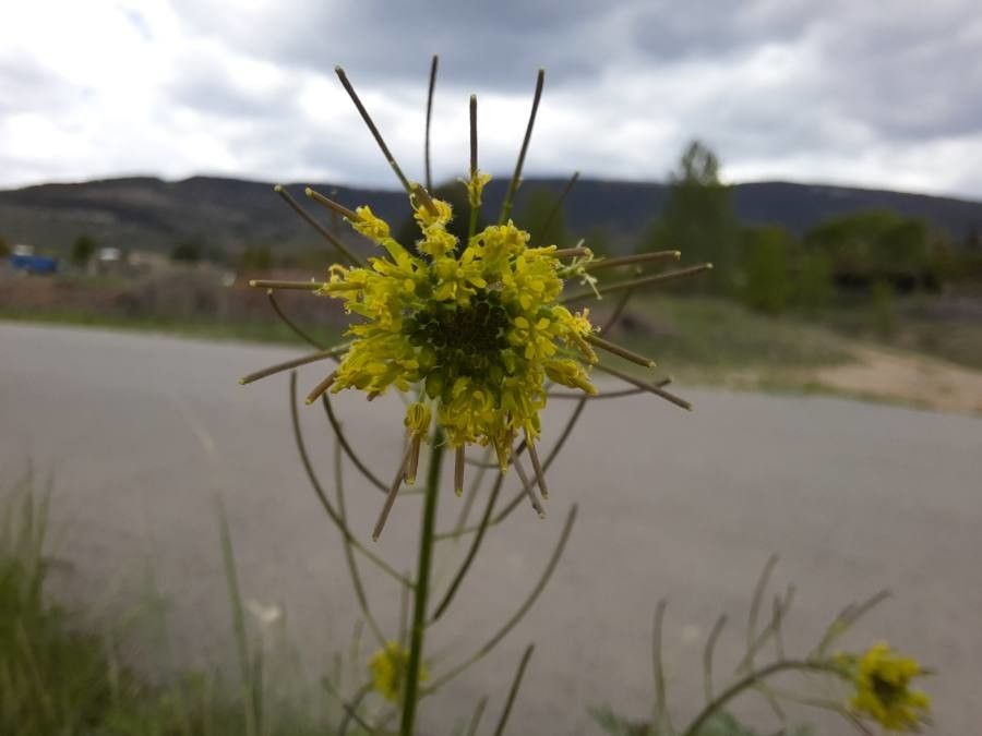 Descurainia pinnata flower