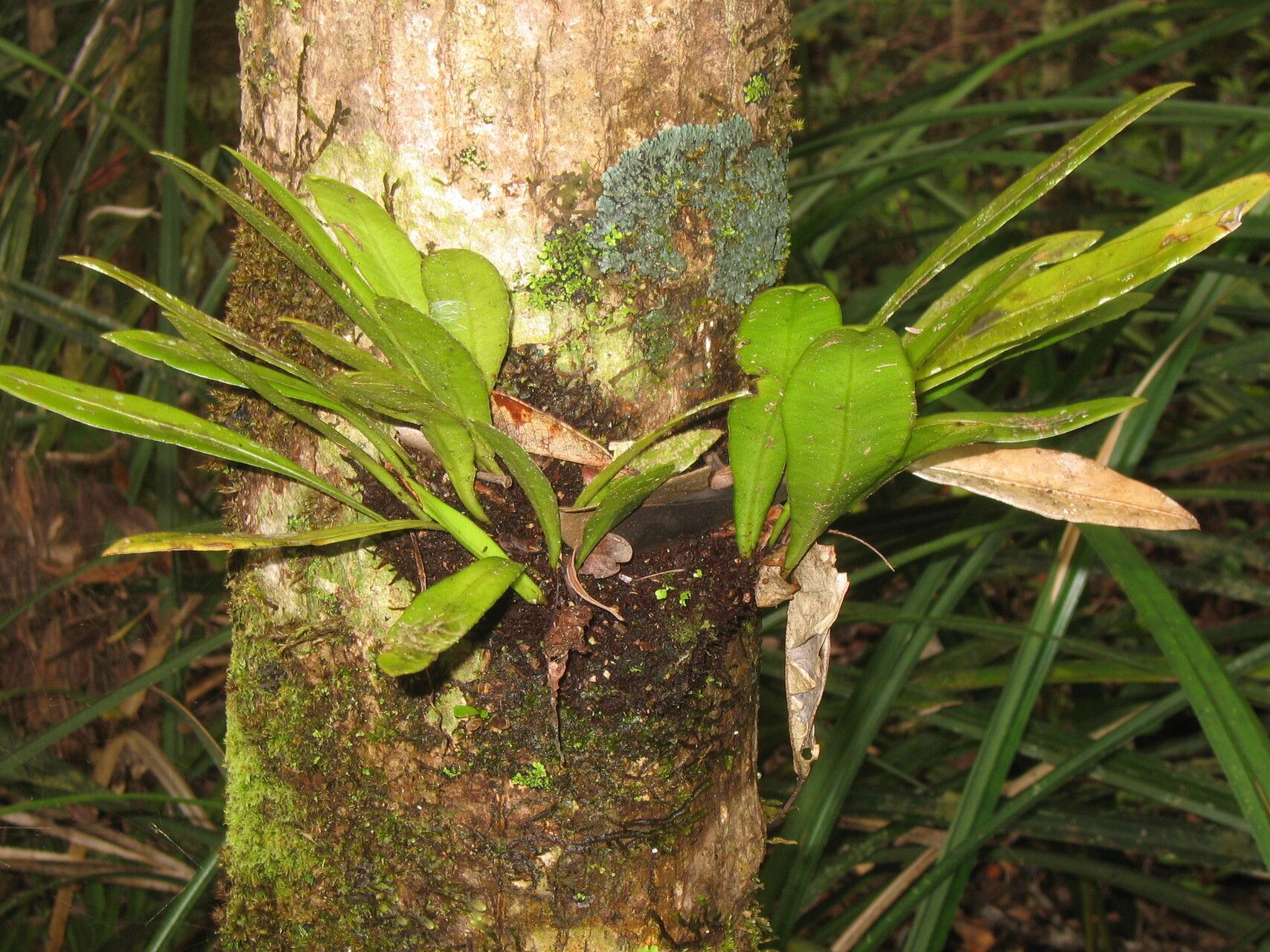 Elaphoglossum nidusoides — houseplant care guide