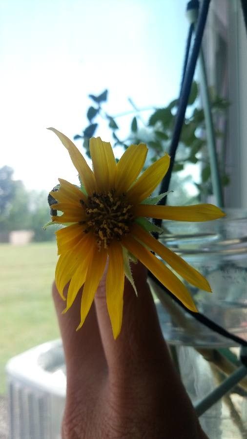 Helianthus californicus flower