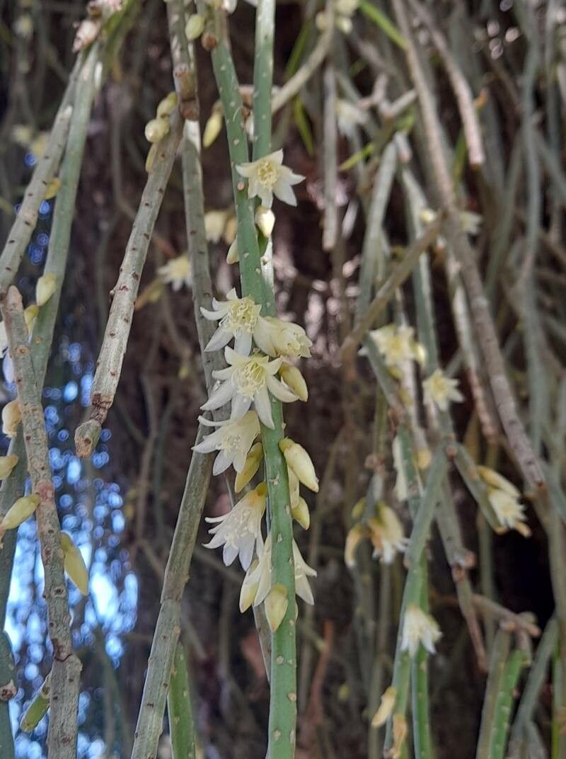Lepismium lumbricoides flower