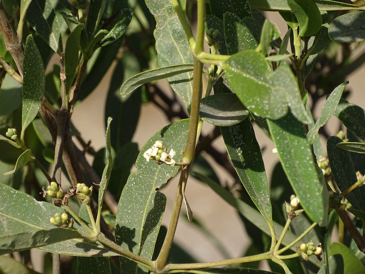 Avicennia germinans flower