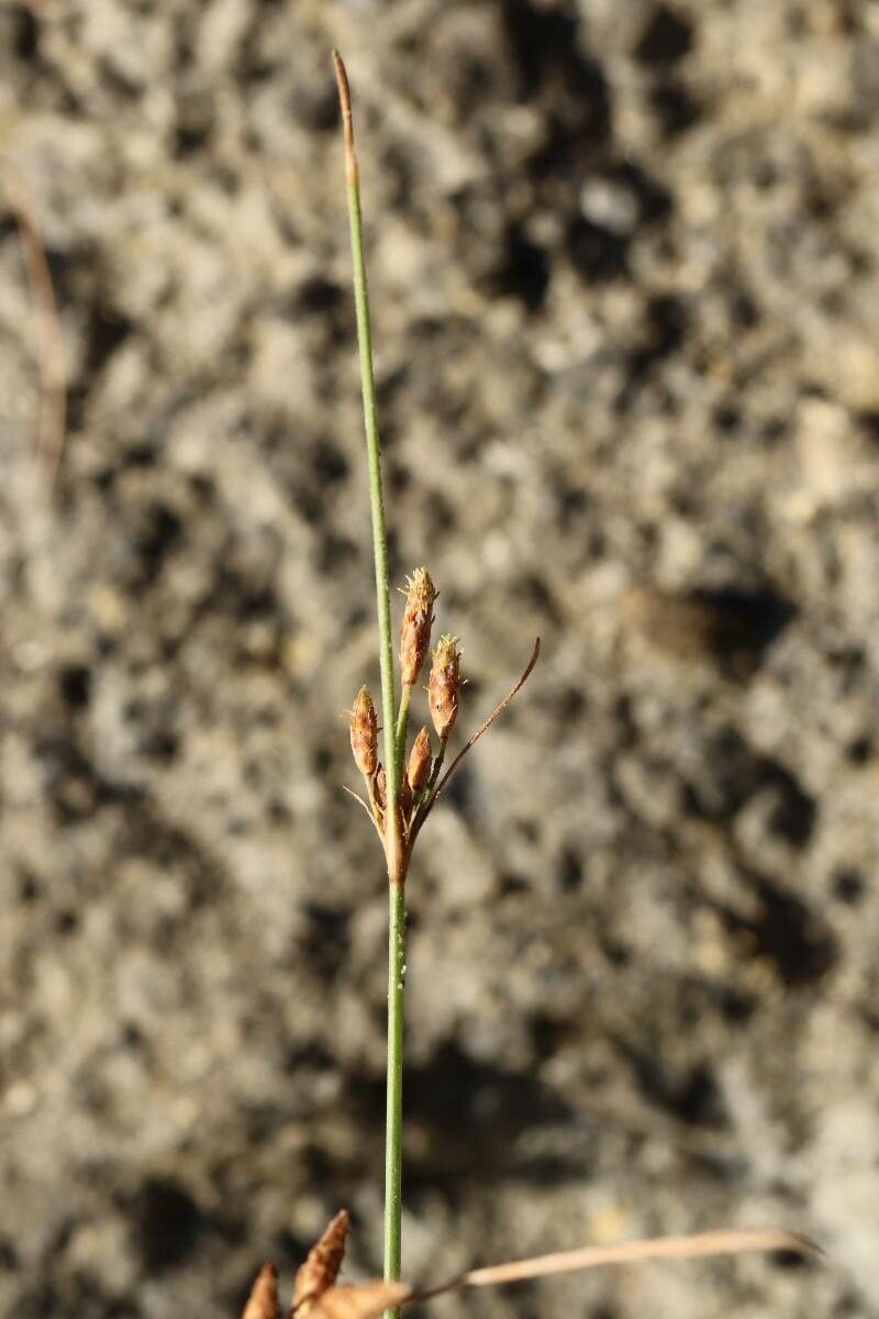 Fimbristylis sieboldii — houseplant care guide