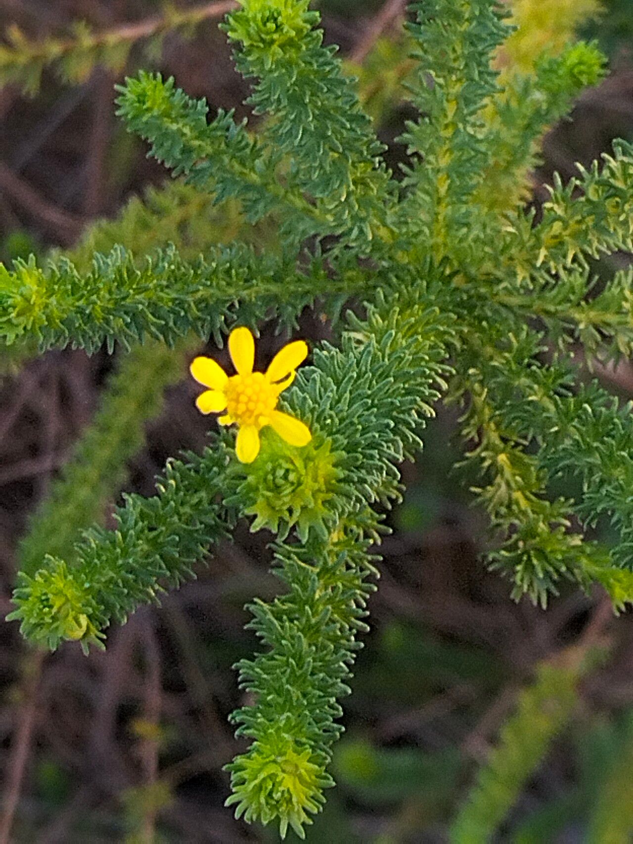 Euryops virgineus flower
