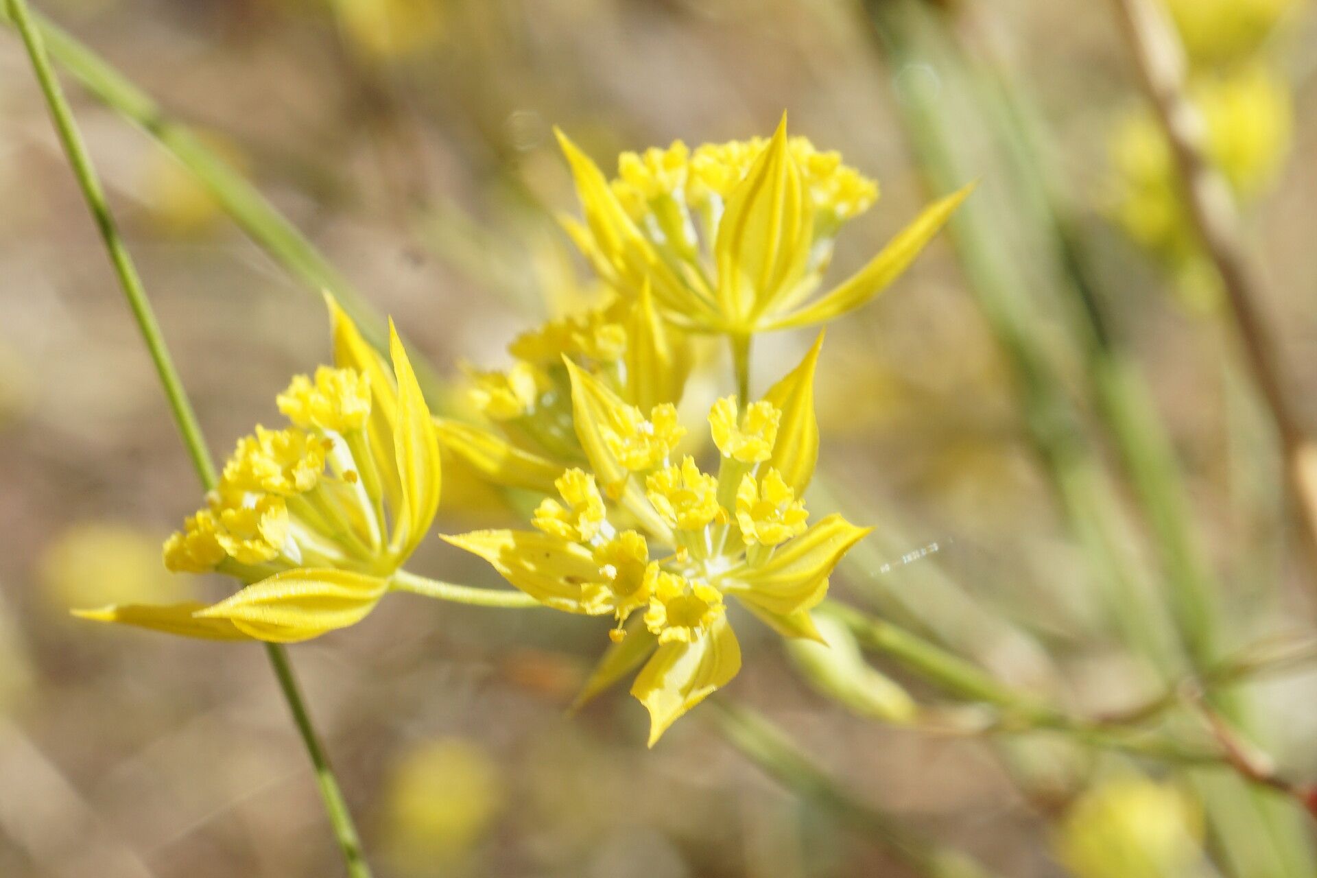 Bupleurum flavum — search result for 'Bupleurum'