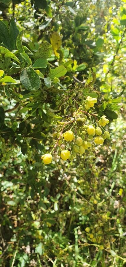 Berberis holstii flower