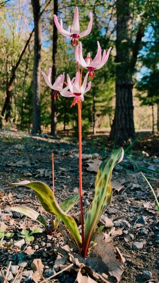 Erythronium hendersonii — search result for 'Erythronium'