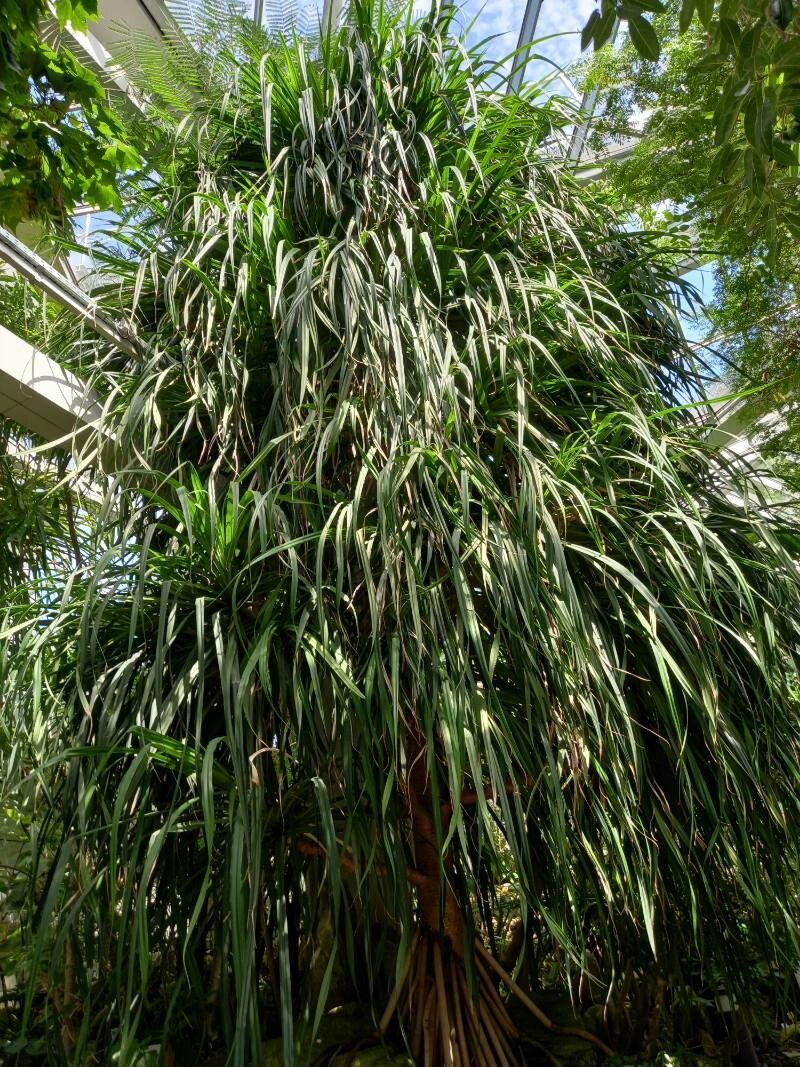 Pandanus myriocarpus habit