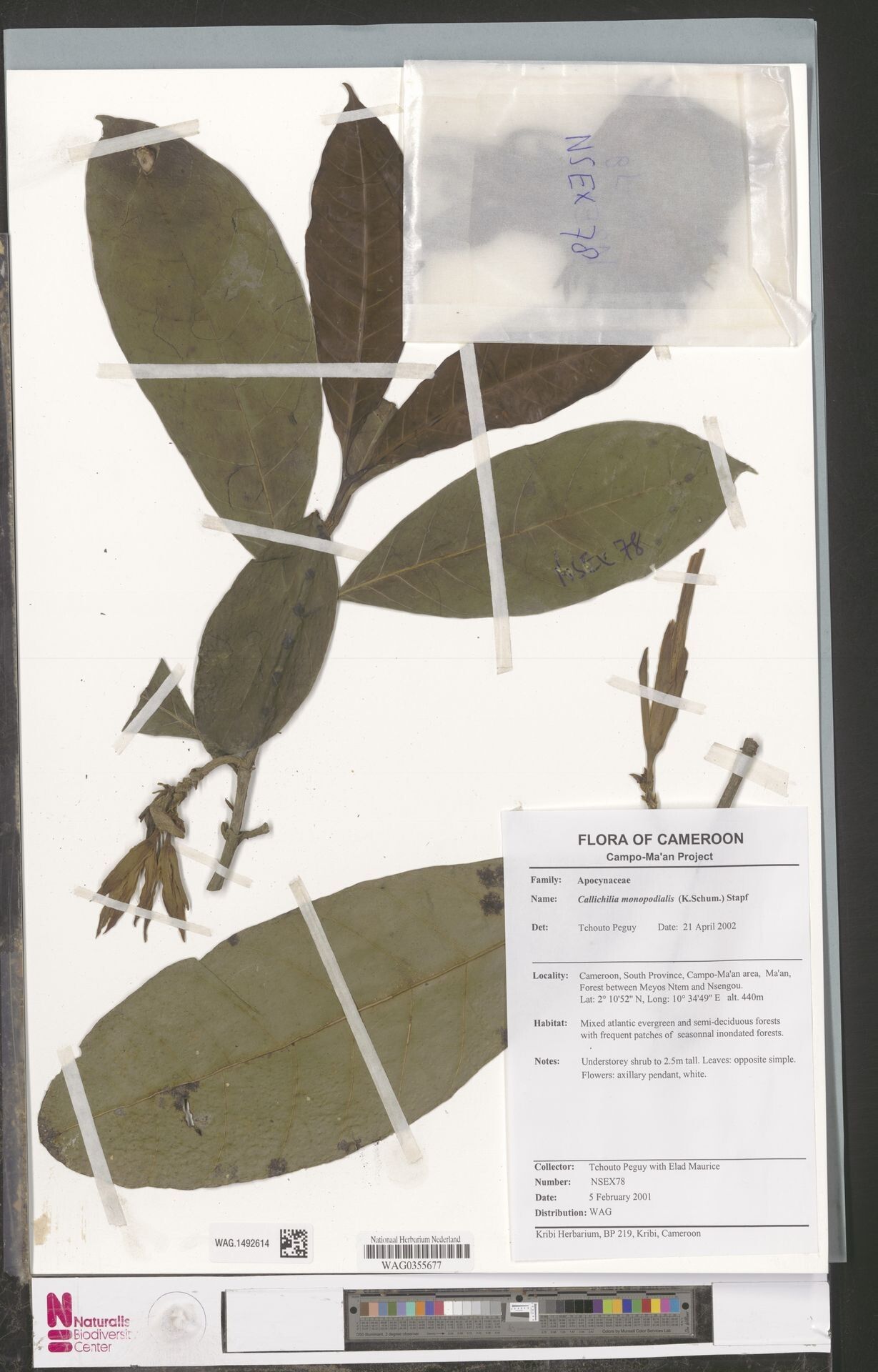 Callichilia monopodialis — related species from the same genus