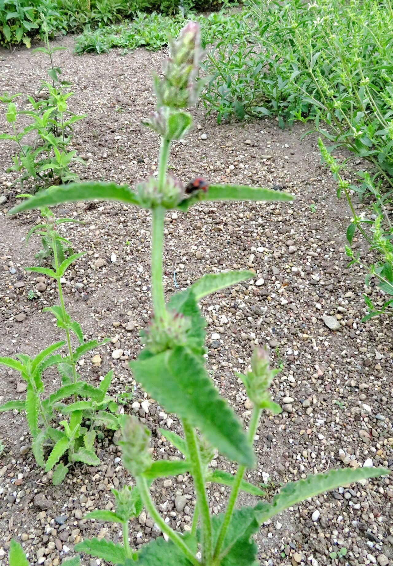 Betonica scardica habit