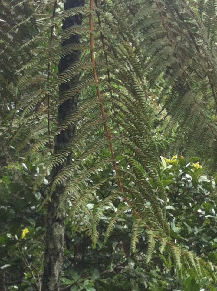 Alsophila melleri leaf