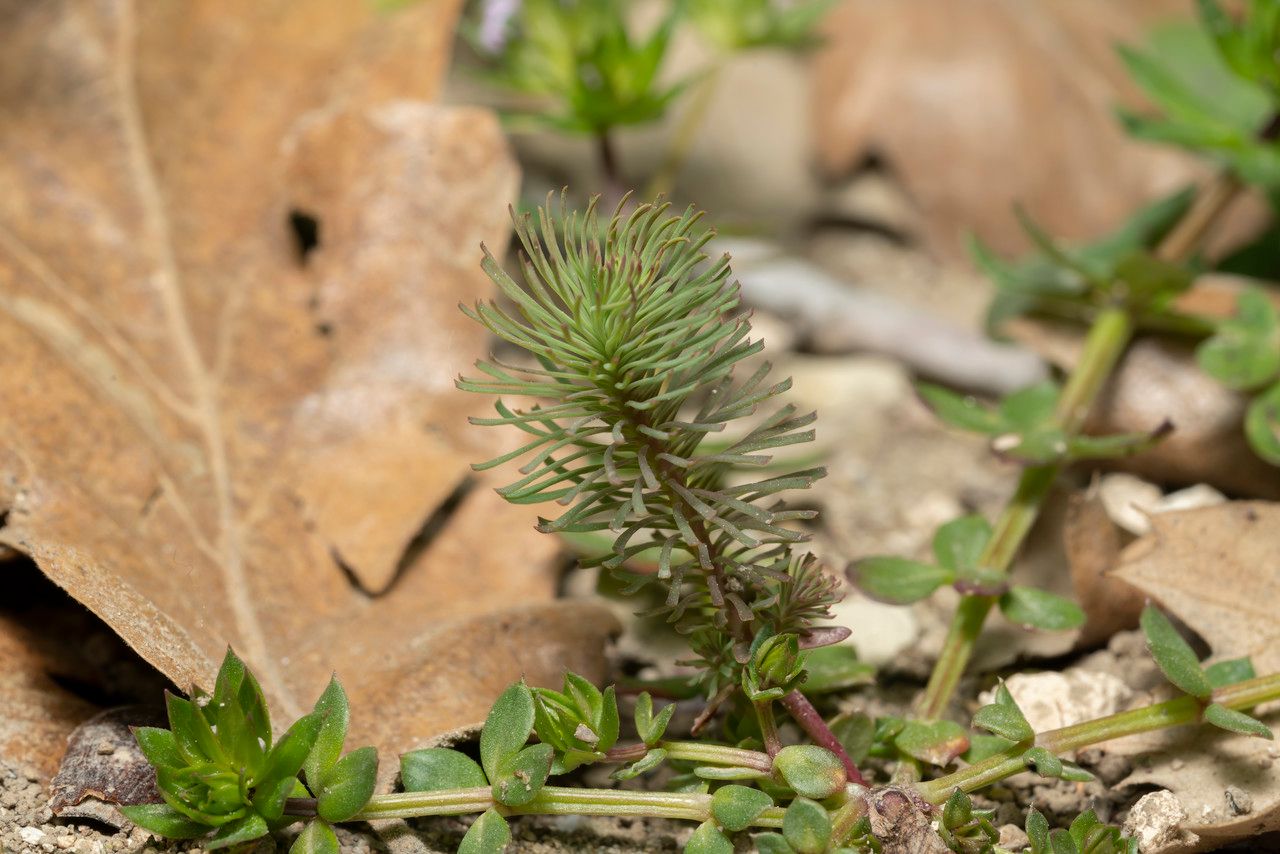 Euphorbia aleppica — houseplant care guide
