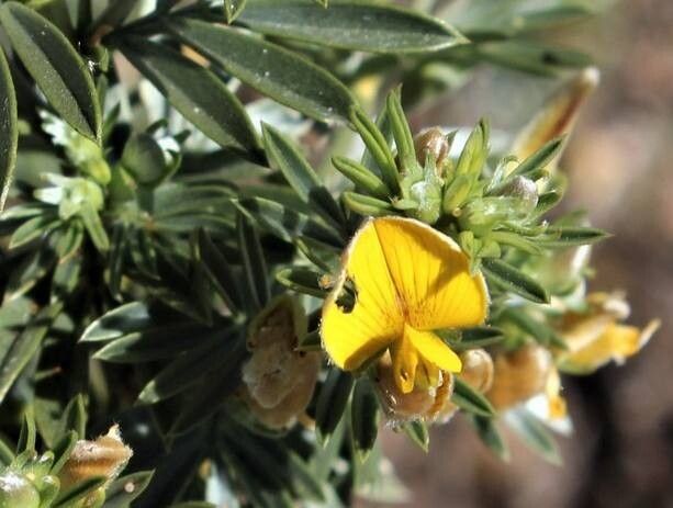 Adesmia loudonia flower