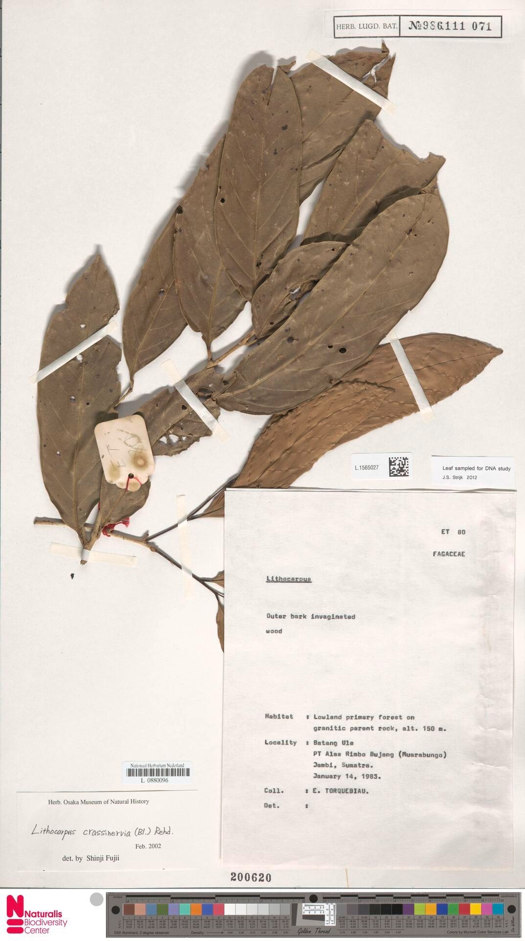 Lithocarpus crassinervius — search result for 'Lithocarpus'