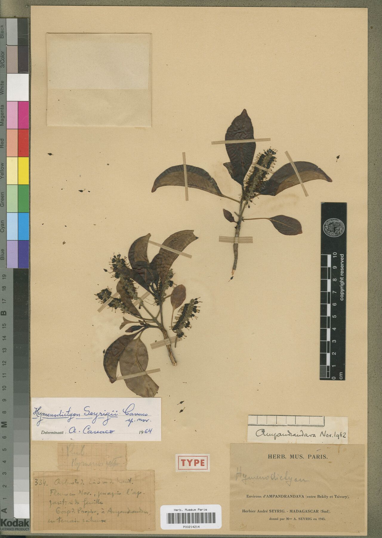 Hymenodictyon seyrigii — houseplant care guide