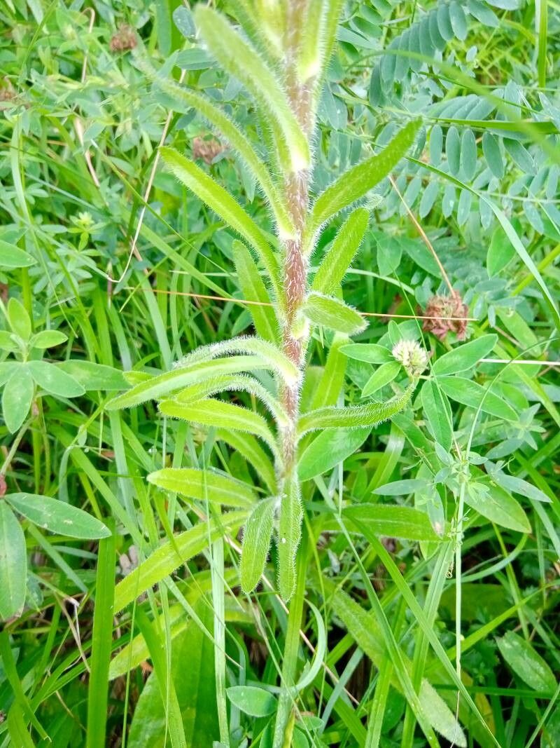 Campanula thyrsoides — search result for 'Campanulaceae'