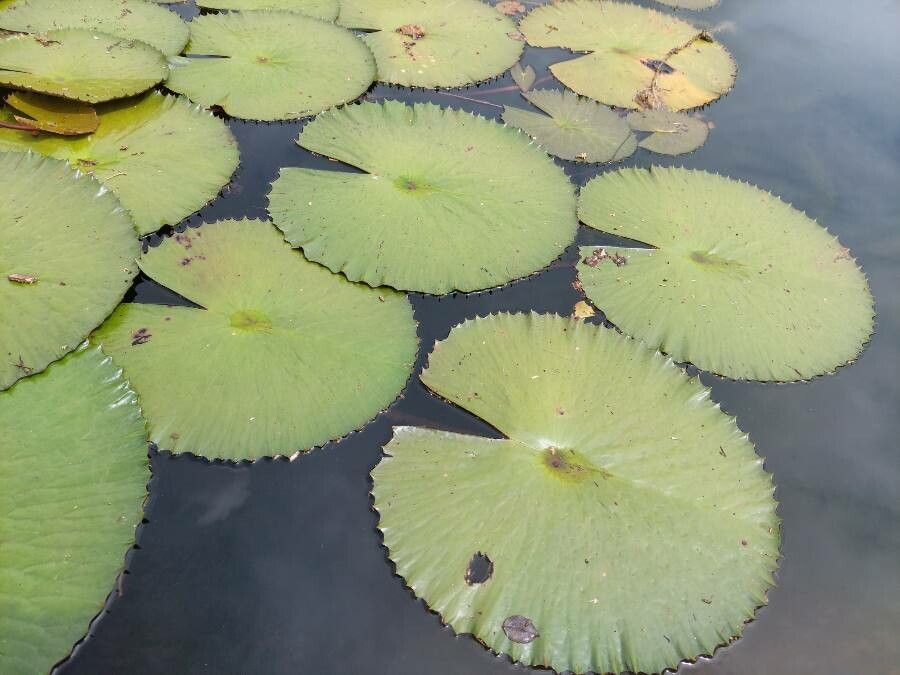 Nymphaea rubra leaf