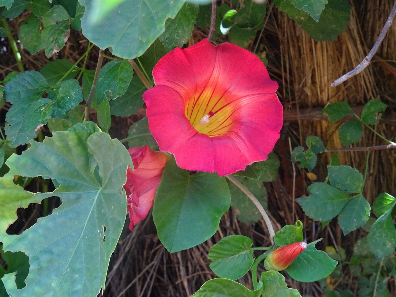 Stictocardia tiliifolia flower