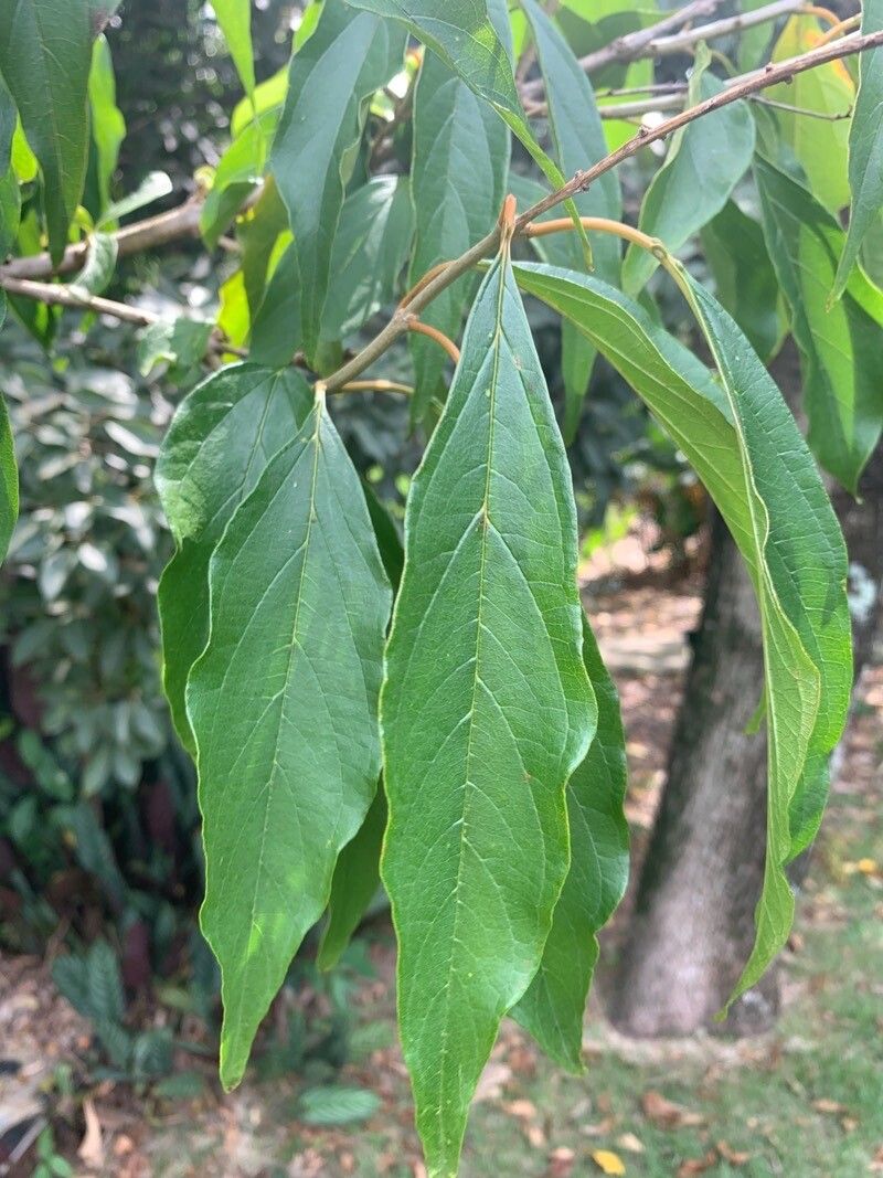 Citharexylum solanaceum leaf