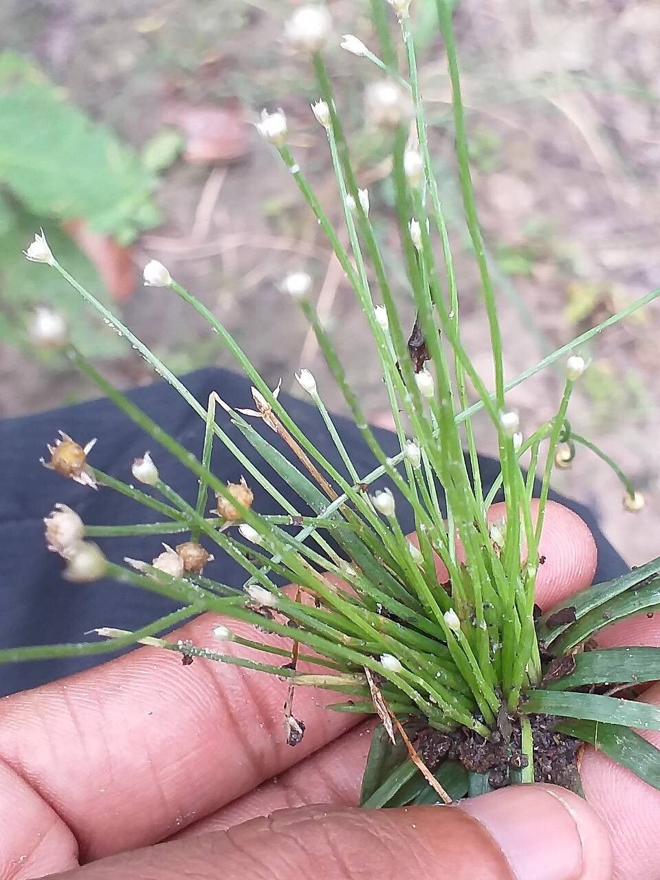 Eriocaulon cinereum leaf