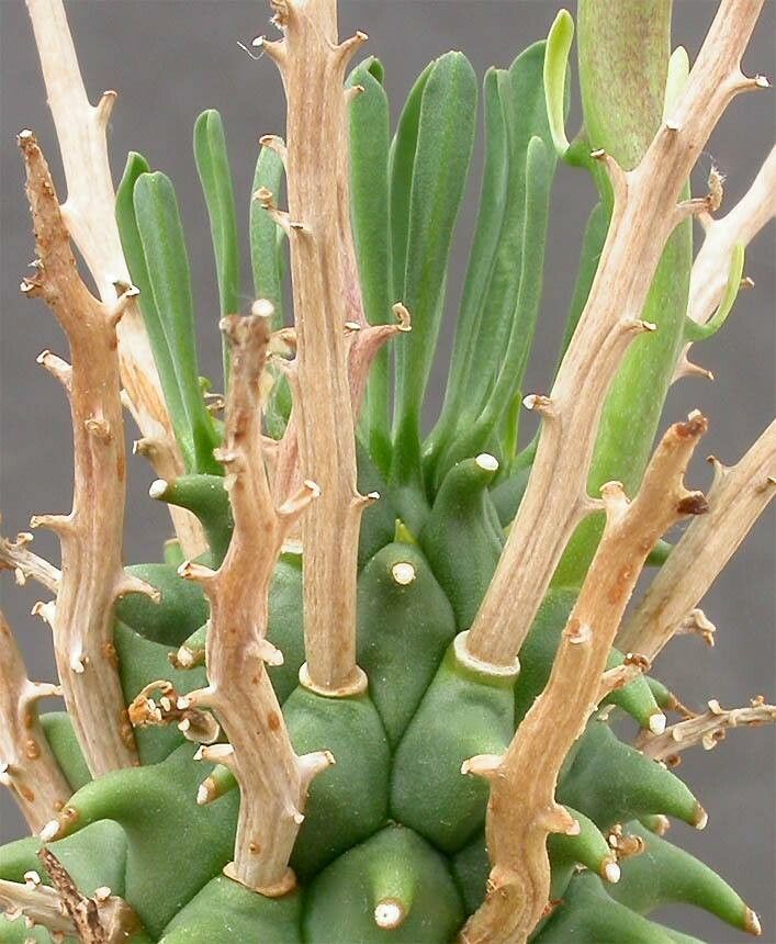 Euphorbia multiceps leaf