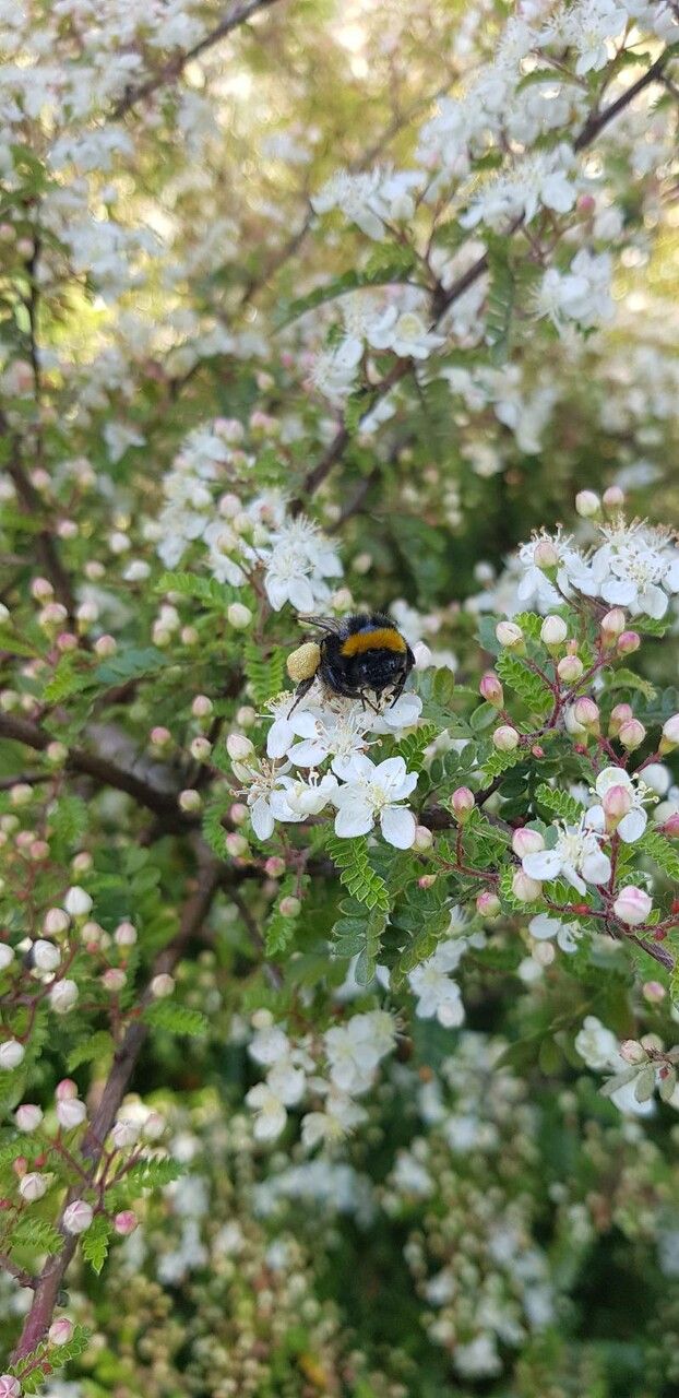 Osteomeles schweriniae flower
