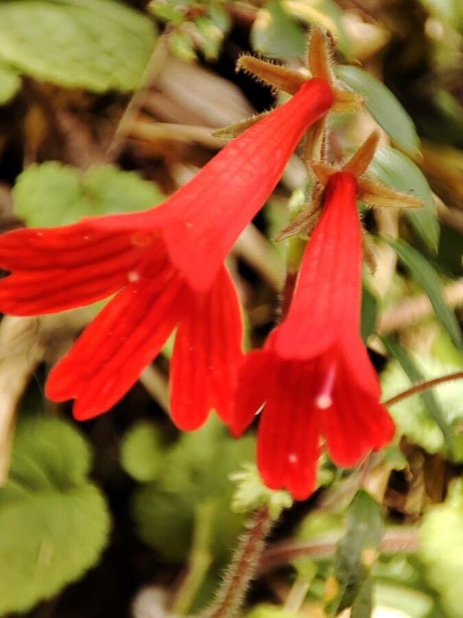 Ourisia ruellioides flower
