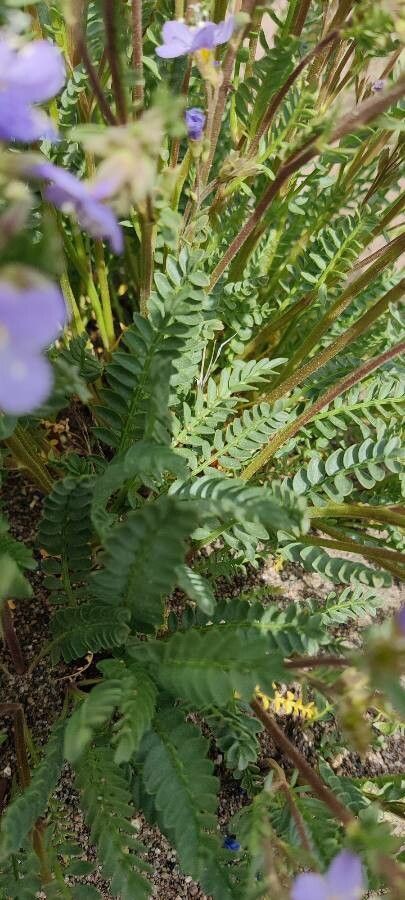 Polemonium pulcherrimum — search result for 'Phlox'