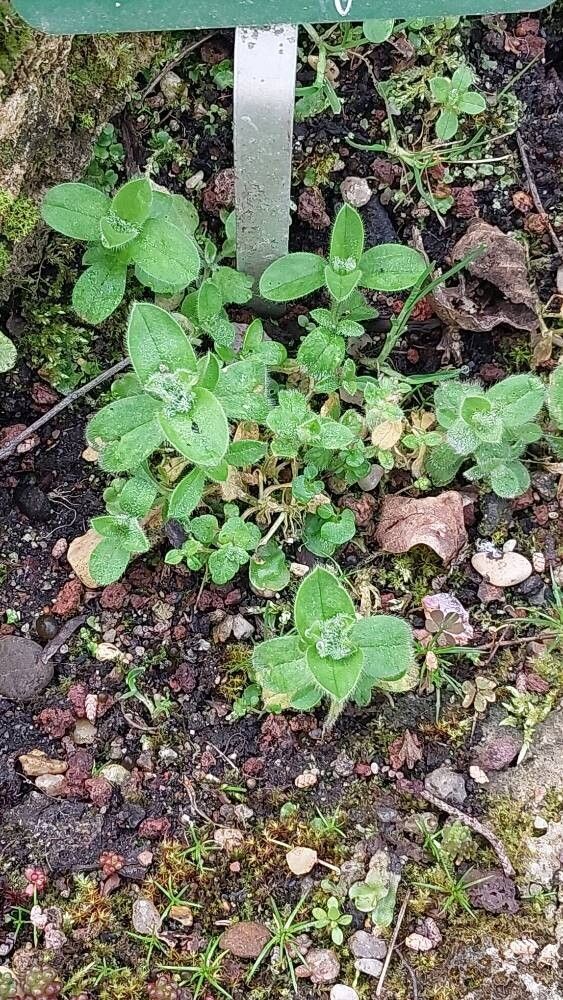 Mimulus jungermannioides — houseplant care guide