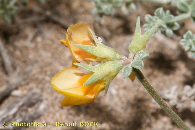 Lotus arinagensis fruit
